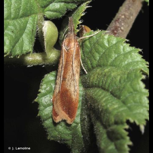 <i>Dichomeris ustalella</i> (Fabricius, 1794) &copy; J. Lamoline