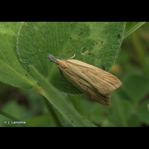 <i>Dichomeris limosella</i> (Schläger, 1849) &copy; J. Lamoline