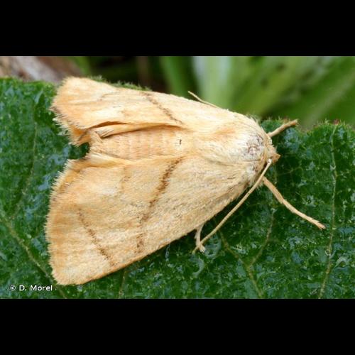 <i>Apoda limacodes</i> (Hufnagel, 1766) © D. Morel