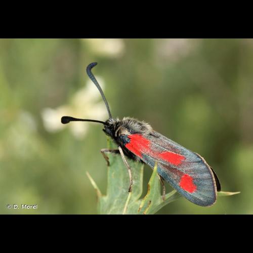<i>Zygaena sarpedon</i> (Hübner, 1790) © D. Morel