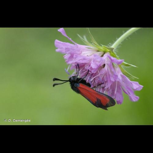 <i>Zygaena erythrus</i> (Hübner, 1806) © D. Demergès