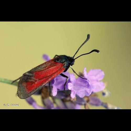 <i>Zygaena minos</i> (Denis & Schiffermüller, 1775) &copy; D. Morel