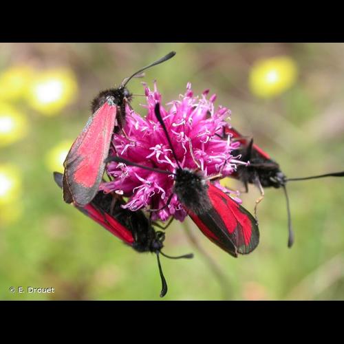 <i>Zygaena purpuralis</i> (Brünnich, 1763) © E. Drouet