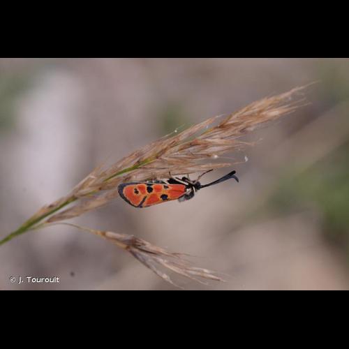 <i>Zygaena hilaris</i> Ochsenheimer, 1808 © J. Touroult