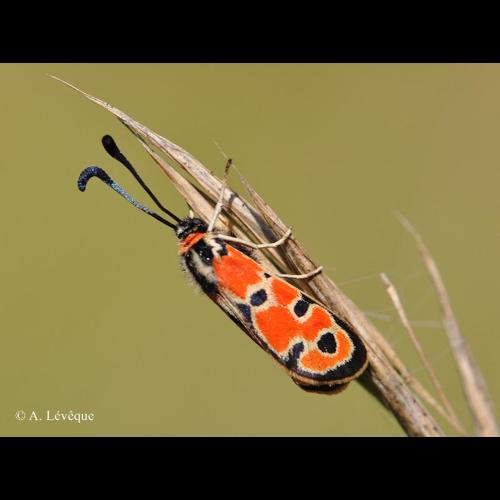 <i>Zygaena fausta</i> (Linnaeus, 1767) © A. Lévêque