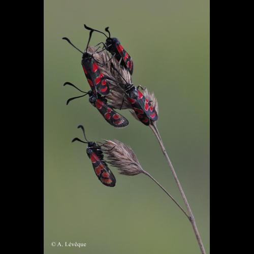 <i>Zygaena carniolica</i> (Scopoli, 1763) © A. Lévêque