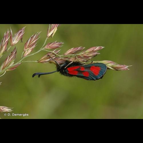 <i>Zygaena loti</i> (Denis & Schiffermüller, 1775) © D. Demergès