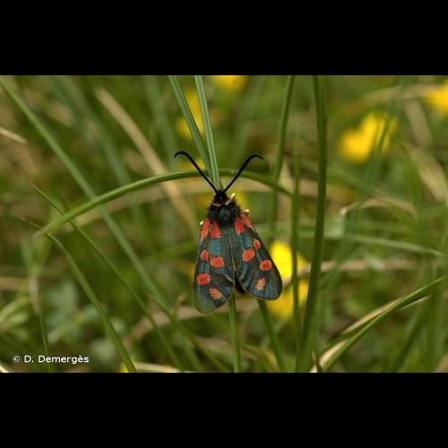 <i>Zygaena anthyllidis</i> Boisduval, 1828 © D. Demergès