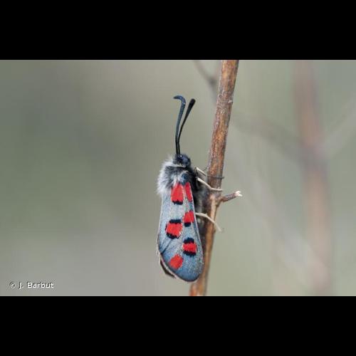 <i>Zygaena rhadamanthus</i> (Esper, 1789) © J. Barbut