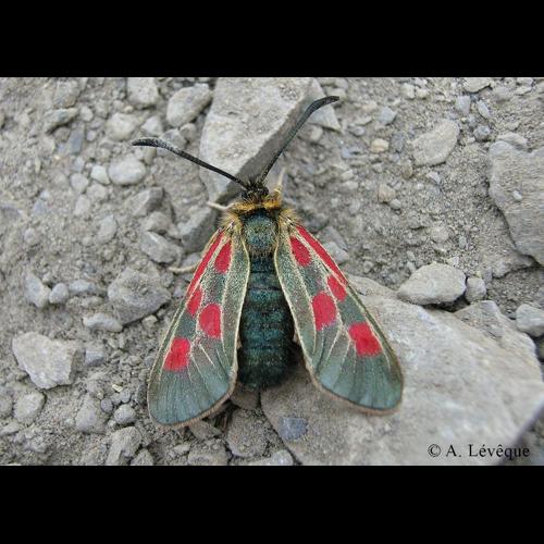 <i>Zygaena exulans</i> (Hohenwarth, 1792) © A. Lévêque