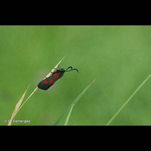 <i>Zygaena viciae</i> (Denis & Schiffermüller, 1775) © D. Demergès