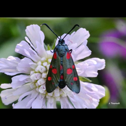 <i>Zygaena ephialtes</i> (Linnaeus, 1767) &copy; J. Touroult