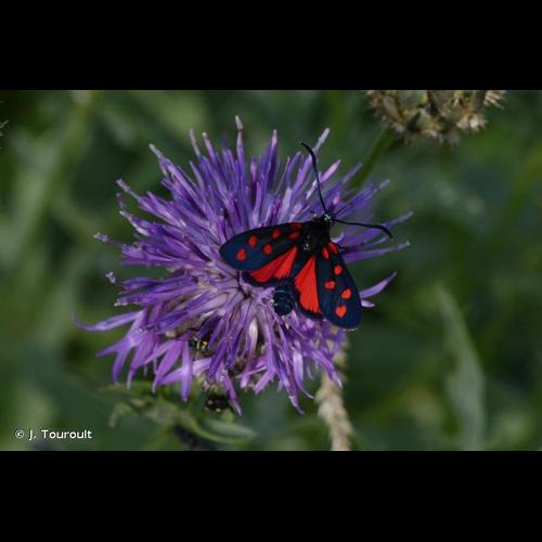 <i>Zygaena transalpina</i> (Esper, 1780) © J. Touroult