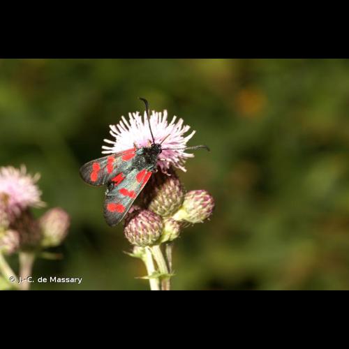 <i>Zygaena filipendulae</i> (Linnaeus, 1758) © J.-C. de Massary