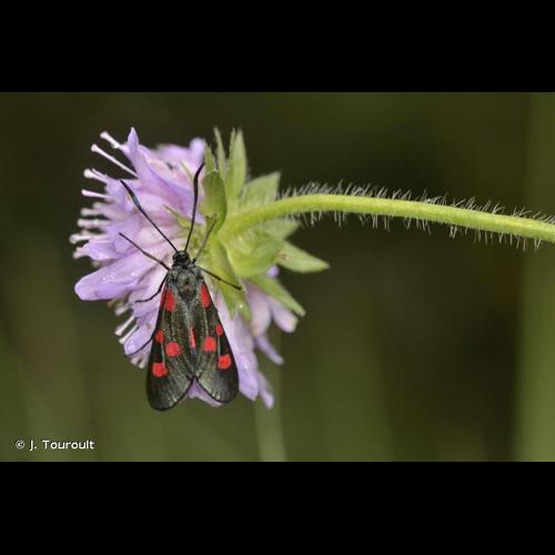 <i>Zygaena lonicerae</i> (Scheven, 1777) © J. Touroult