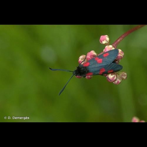 <i>Zygaena trifolii</i> (Esper, 1783) © D. Demergès