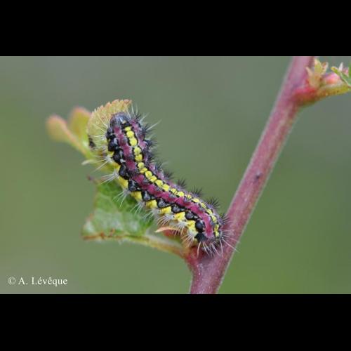 <i>Aglaope infausta</i> (Linnaeus, 1767) &copy; A. Lévêque