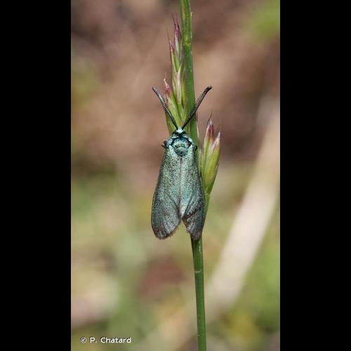 <i>Adscita geryon</i> (Hübner, 1813) © P. Chatard