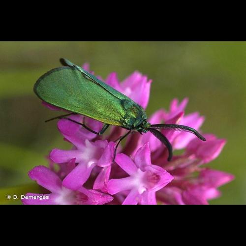 <i>Adscita mannii</i> (Lederer, 1853) © D. Demergès
