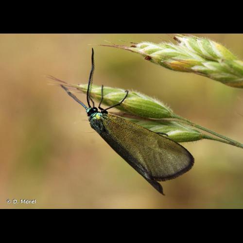 <i>Jordanita notata</i> (Zeller, 1847) &copy; D. Morel