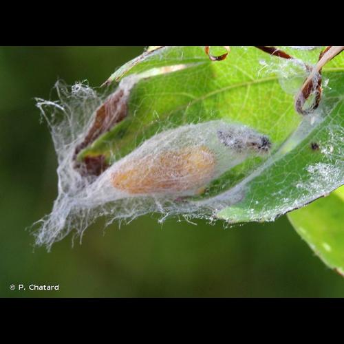 <i>Rhagades pruni</i> (Denis & Schiffermüller, 1775) © P. Chatard