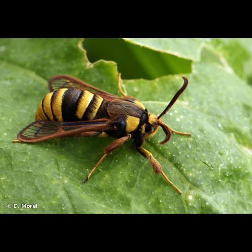 <i>Sesia apiformis</i> (Clerck, 1759) © D. Morel
