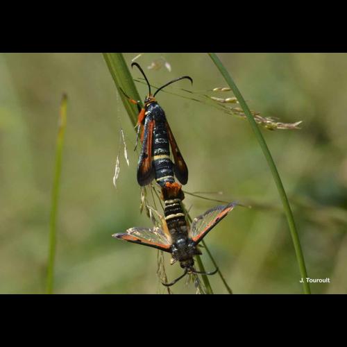 <i>Pyropteron chrysidiforme</i> (Esper, 1782) &copy; J. Touroult