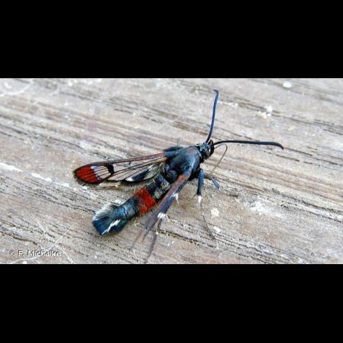 <i>Synanthedon formicaeformis</i> (Esper, 1783) © F. Michalke