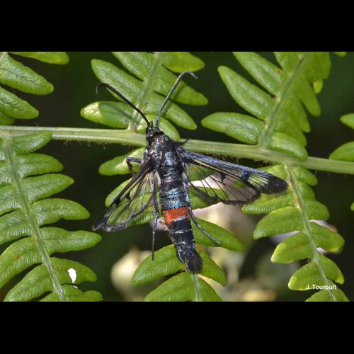 <i>Synanthedon myopaeformis</i> (Borkhausen, 1789) &copy; J. Touroult