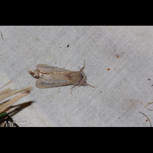 <i>Phragmataecia castaneae</i> (Hübner, 1790) &copy; P. Gourdain