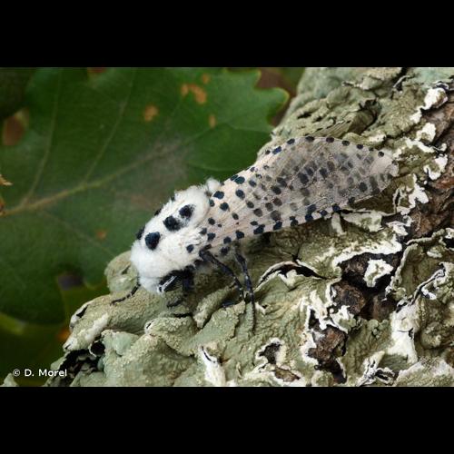 <i>Zeuzera pyrina</i> (Linnaeus, 1761) © D. Morel