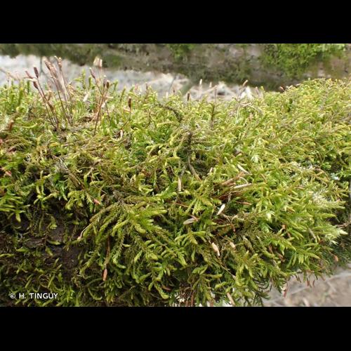 <i>Leskea polycarpa</i> Hedw., 1801 © H. TINGUY