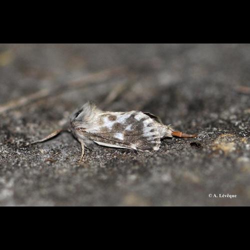 <i>Dyspessa ulula</i> (Borkhausen, 1790) &copy; A. LEVEQUE