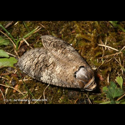 <i>Cossus cossus</i> (Linnaeus, 1758) &copy; J.-C. de Massary / MNHN-SPN