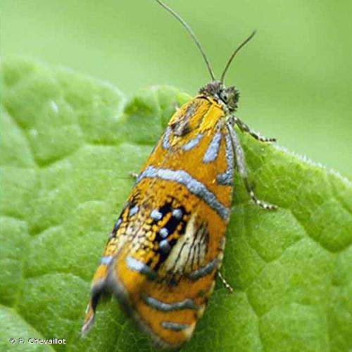 <i>Olethreutes arcuella</i> (Clerck, 1759) &copy; F. Chevaillot