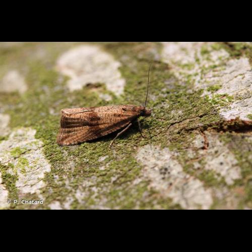 <i>Celypha striana</i> (Denis & Schiffermüller, 1775) © P. Chatard