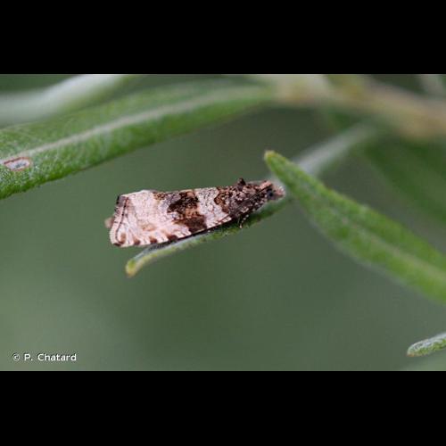 <i>Celypha cespitana</i> (Hübner, 1817) &copy; P. Chatard