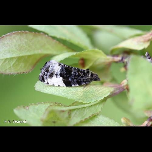 <i>Hedya pruniana</i> (Hübner, 1799) &copy; P. Chatard