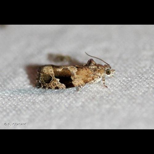 <i>Eudemis porphyrana</i> (Hübner, 1799) © P. Chatard