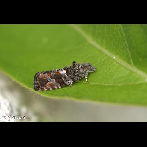 <i>Eudemis profundana</i> (Denis & Schiffermüller, 1775) © P. Chatard