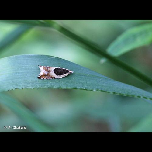 <i>Ancylis badiana</i> (Denis & Schiffermüller, 1775) © P. Chatard