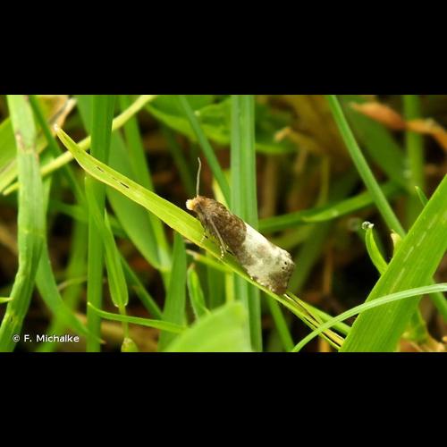 <i>Notocelia cynosbatella</i> (Linnaeus, 1758) © F. Michalke