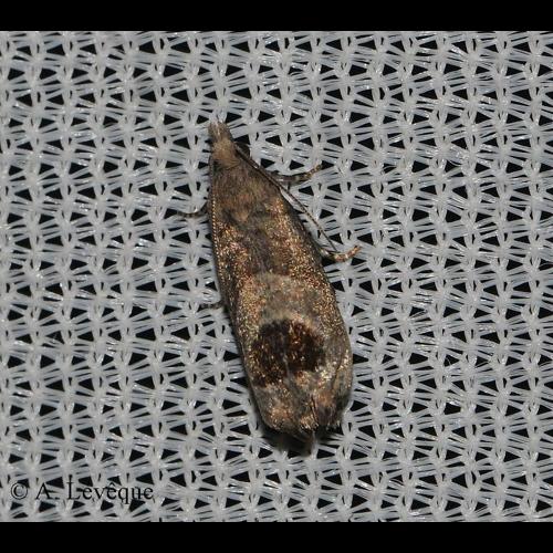 <i>Notocelia uddmanniana</i> (Linnaeus, 1758) &copy; A. LEVEQUE