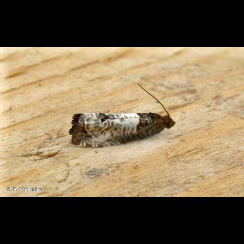 <i>Notocelia roborana</i> (Denis & Schiffermüller, 1775) © F. Michalke