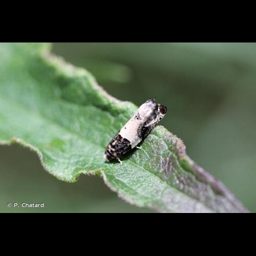 <i>Gypsonoma sociana</i> (Haworth, 1811) &copy; P. Chatard