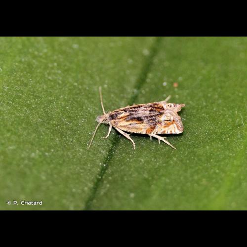 <i>Eucosma aspidiscana</i> (Hübner, 1817) © P. Chatard