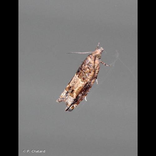 <i>Crocidosema plebejana</i> Zeller, 1847 © P. Chatard