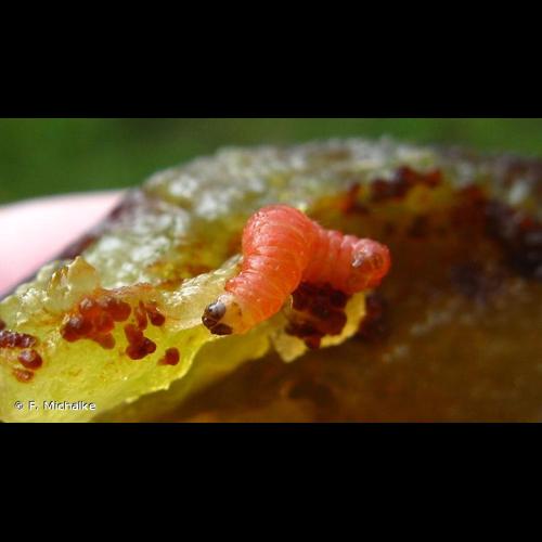 <i>Grapholita funebrana</i> Treitschke, 1835 &copy; F. Michalke