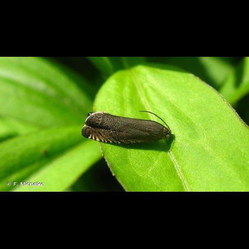 <i>Cydia nigricana</i> (Fabricius, 1794) © F. Michalke