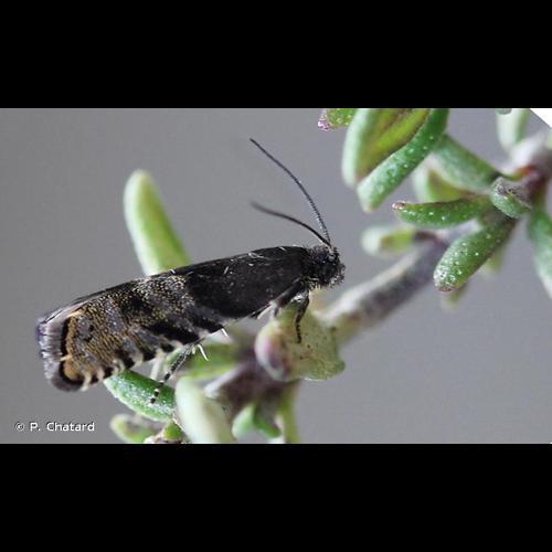 <i>Cydia strobilella</i> (Linnaeus, 1758) &copy; P. Chatard